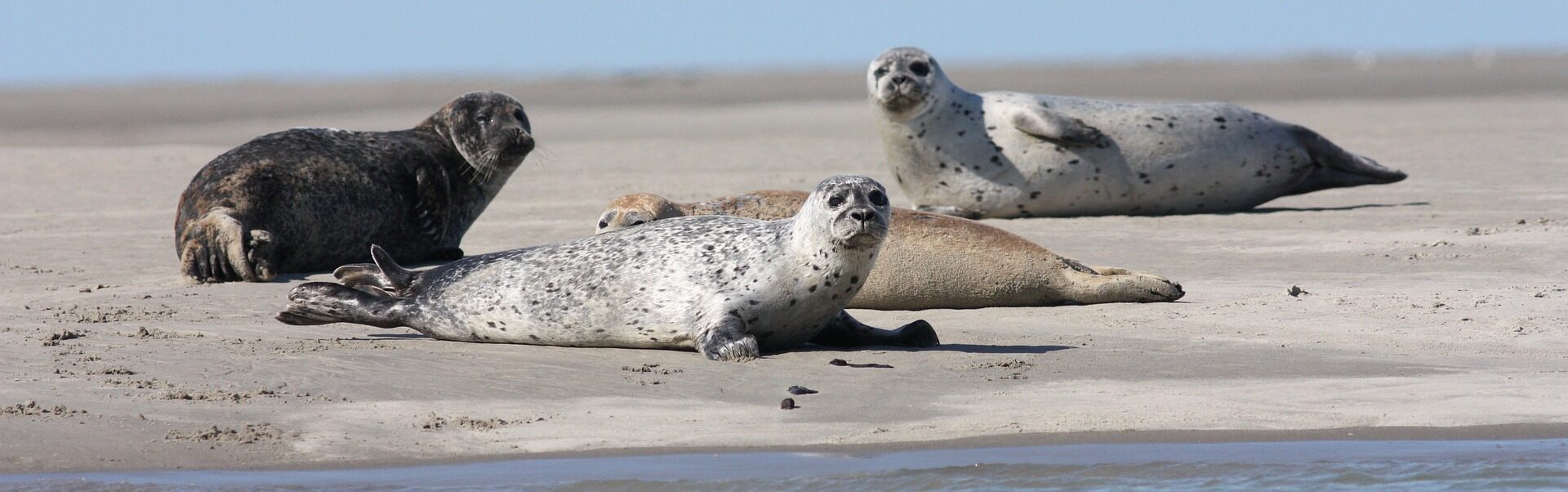 Robben im Q Universum